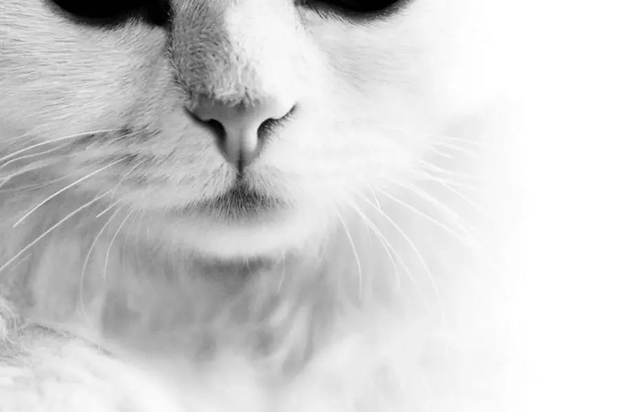 Чёрные коты с белыми глазами