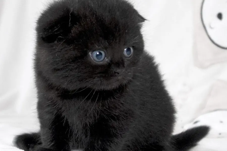 Черные Шотландские вислоухие котята