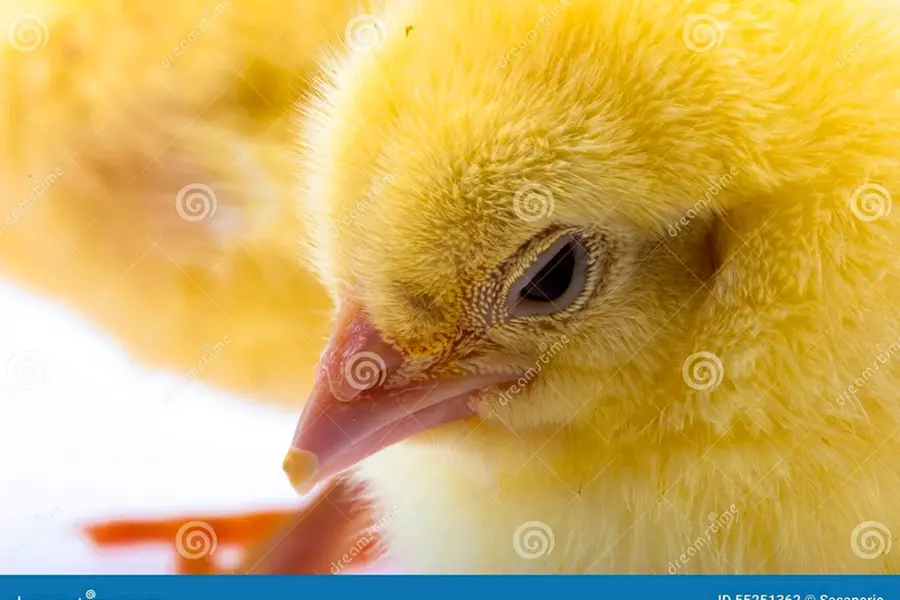 Черные цыплята с желтыми пятнами