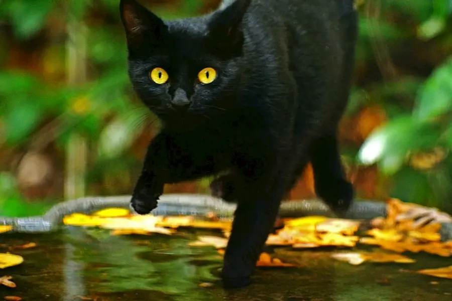 Черный котенок с янтарными глазами
