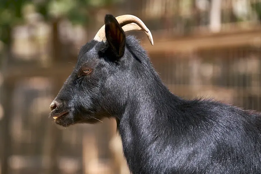 Черный нубийский козел