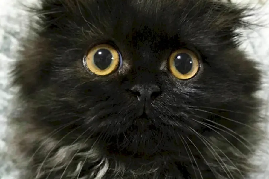 Черный пушистый вислоухий котенок