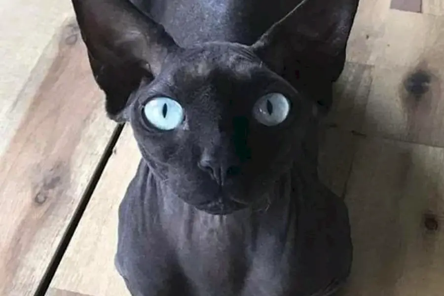 Чёрный сфинкс кошка