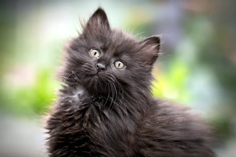 Черный Сибирский котенок