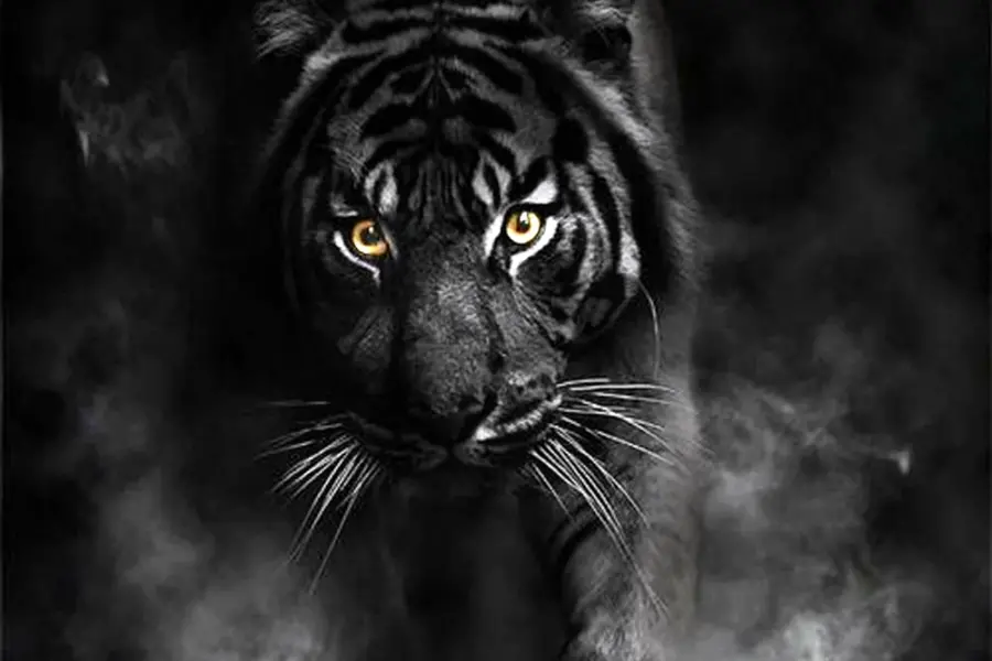 Черный тигр Кишан ярость
