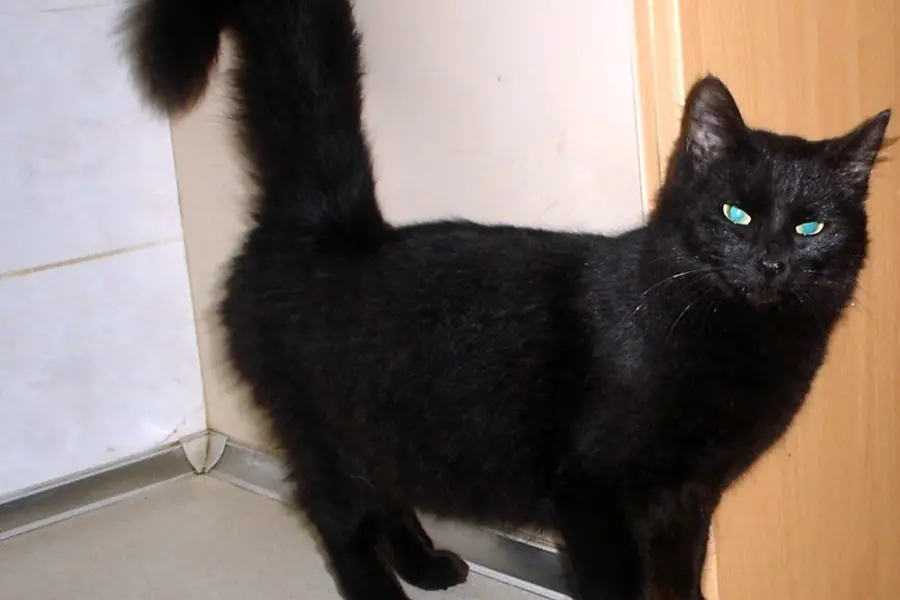 Черный турецкий ангорский кот