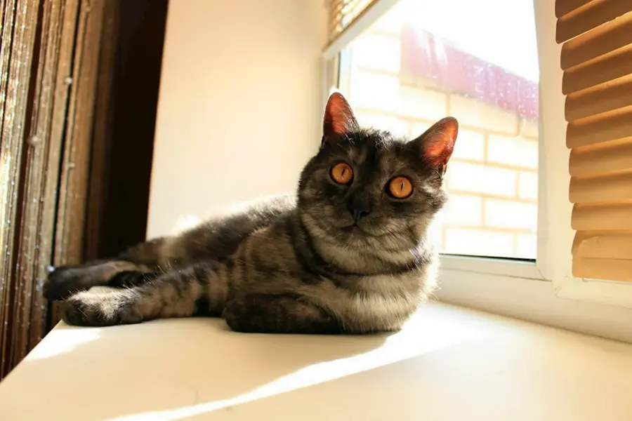 Чеширский кот порода