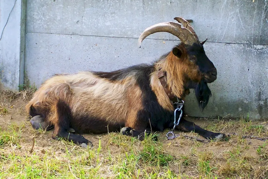 Чешская бурая коза