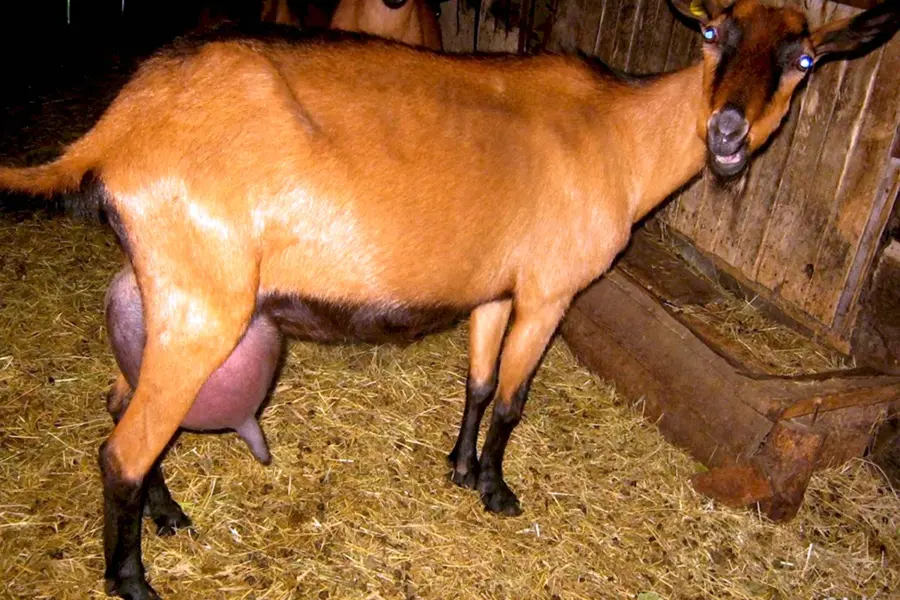 Чешская порода козлят