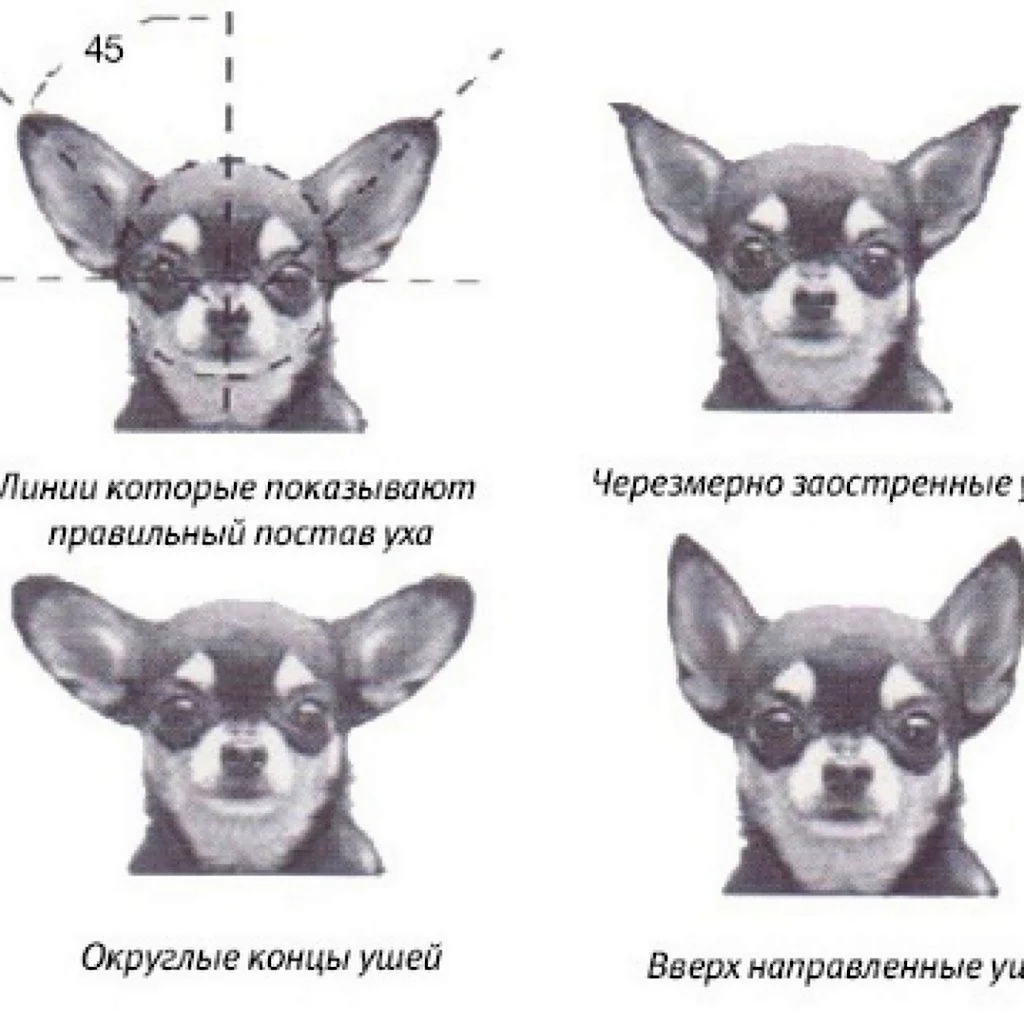 Чихуахуа развитие. Чихуахуа стандарт гладкошерстные черные. Мексиканская чихуахуа короткошерстные. Чихуахуа правильная форма ушей. Чихуахуа стандарт мини микро.