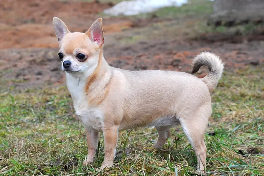 Чихуахуа фото и цена крошечной собаки породы Chihuahua