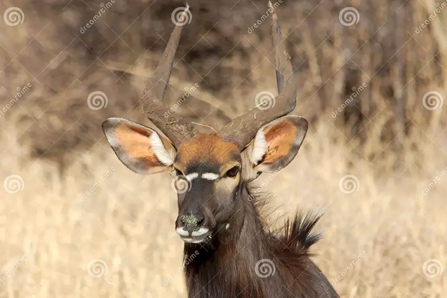 Чурка фото антилопы