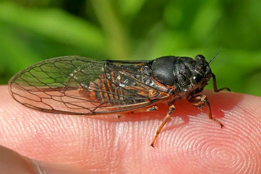 Cicadetta Montana
