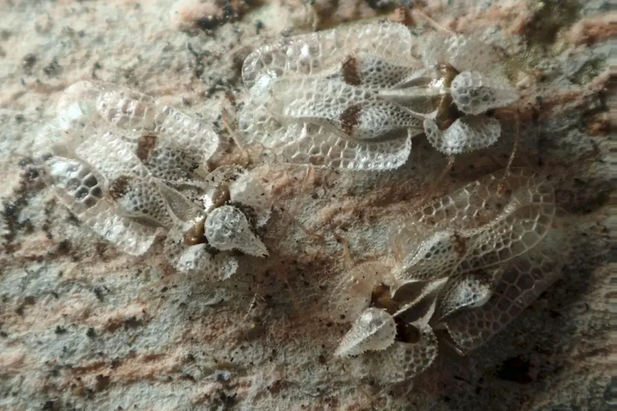 Corythucha ciliata