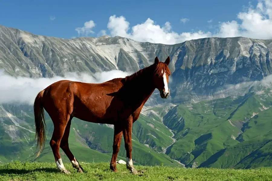 Дагестанские горные породы лошадей