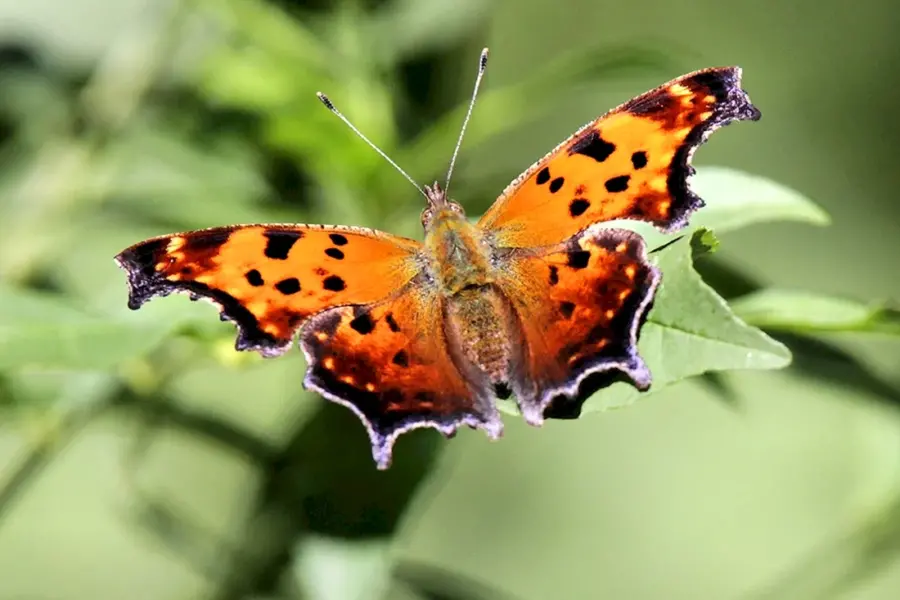 Дальневосточная бабочка