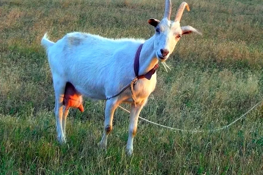 Деревенская коза