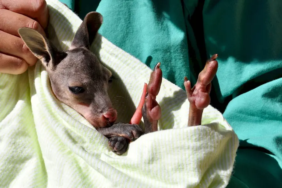 Детёныш кенгуру новорожденный