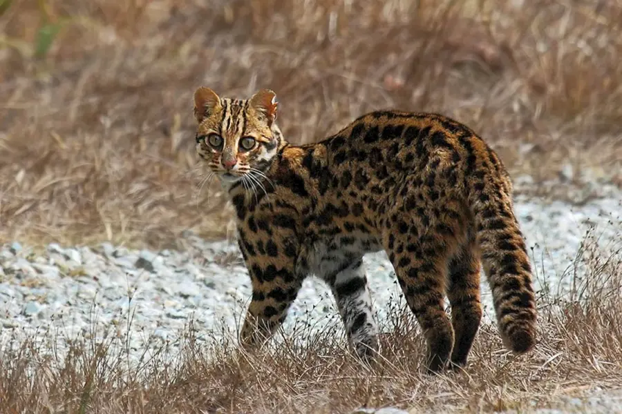 Дикая Бенгальская леопардовая кошка