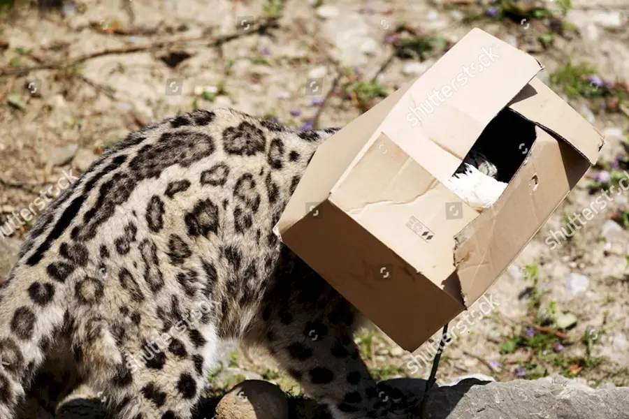Дикие кошки в коробках