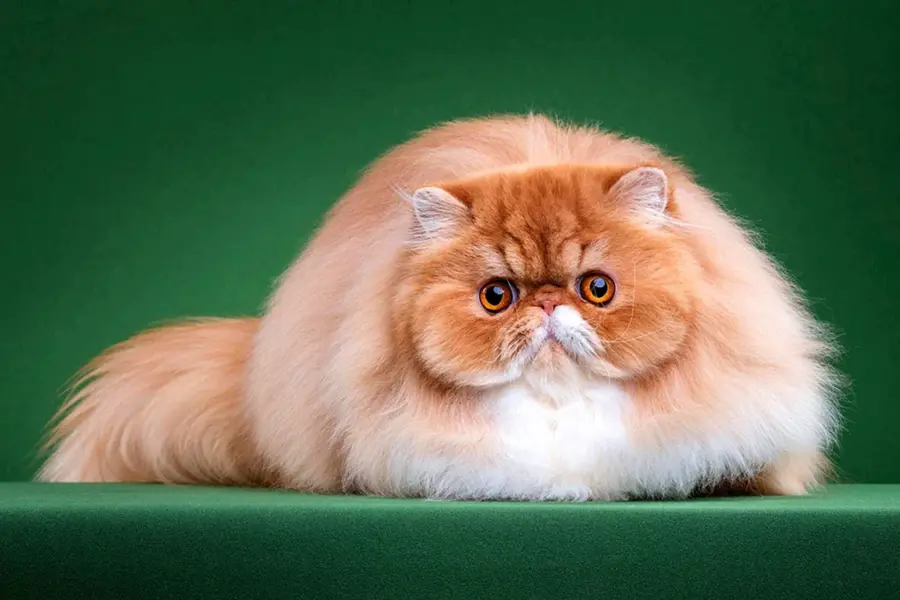 Длинношёрстная Персидская кошка рыжий