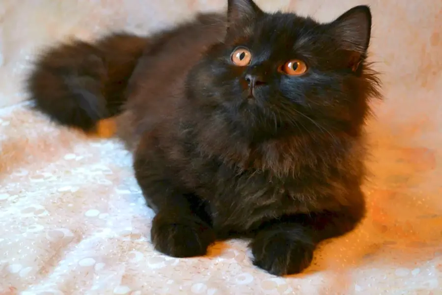 Длинношерстный британец кот черный