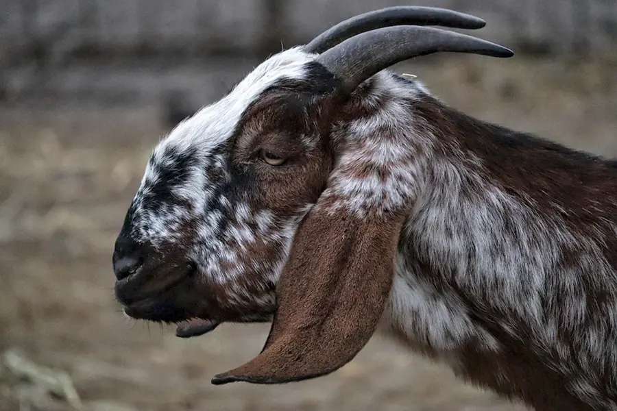 Длинноухие козы порода