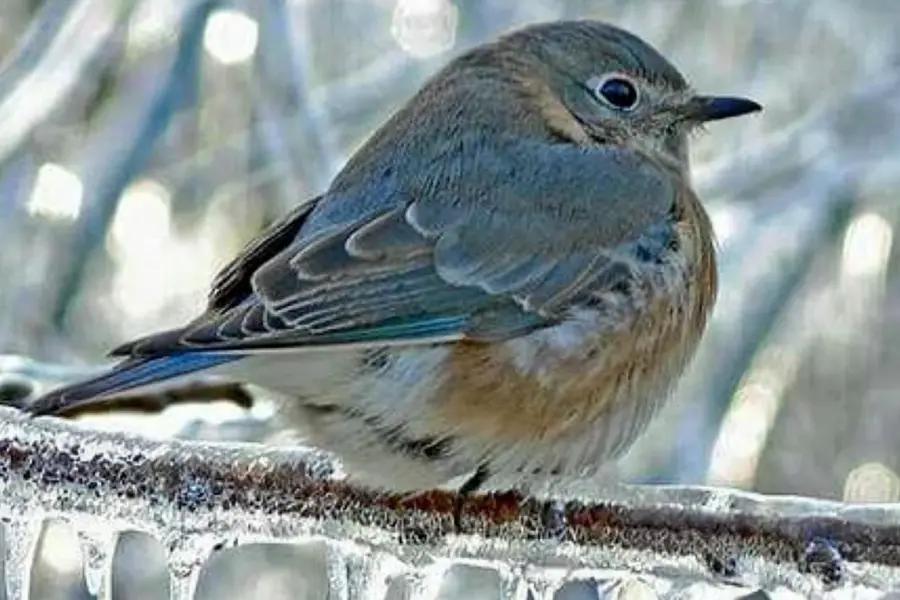 Доброе зимнее утро с птицами с надписями