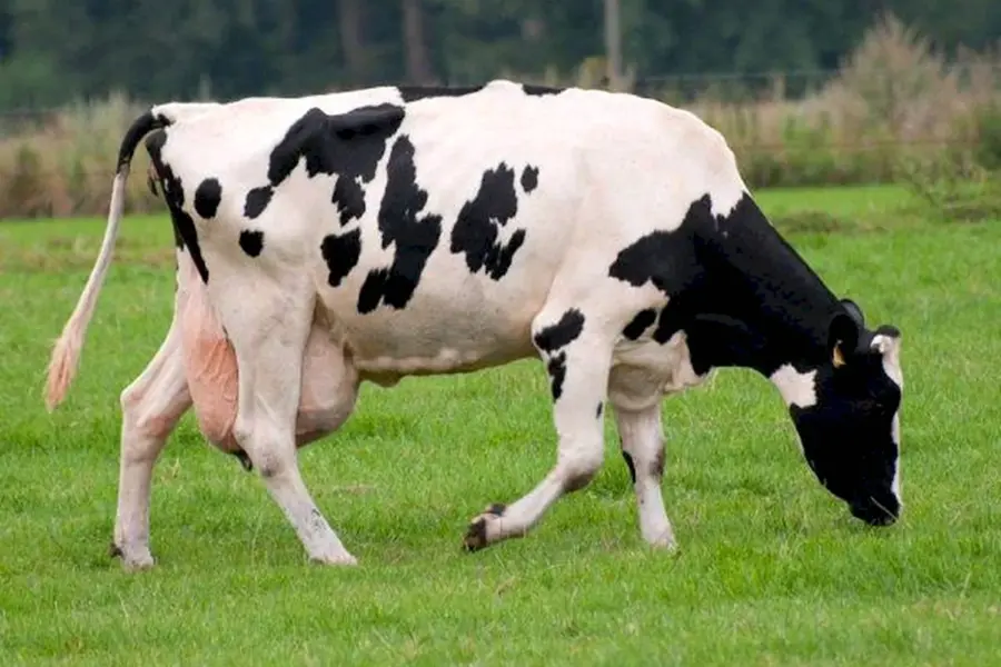 Дойные коровы Чувашия