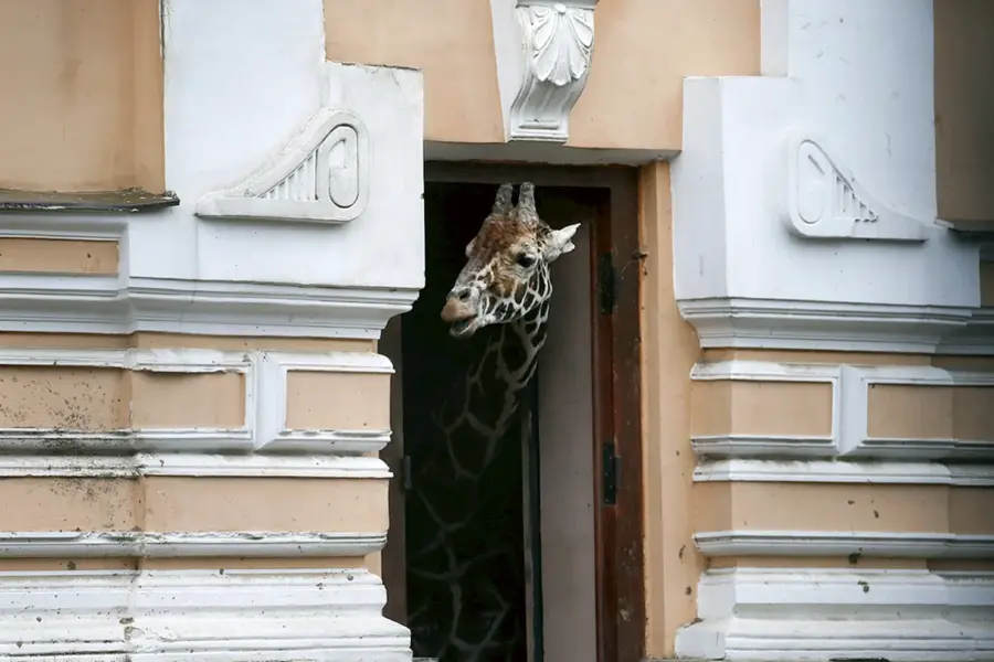 Дом жирафа Самсона в Московском зоопарке