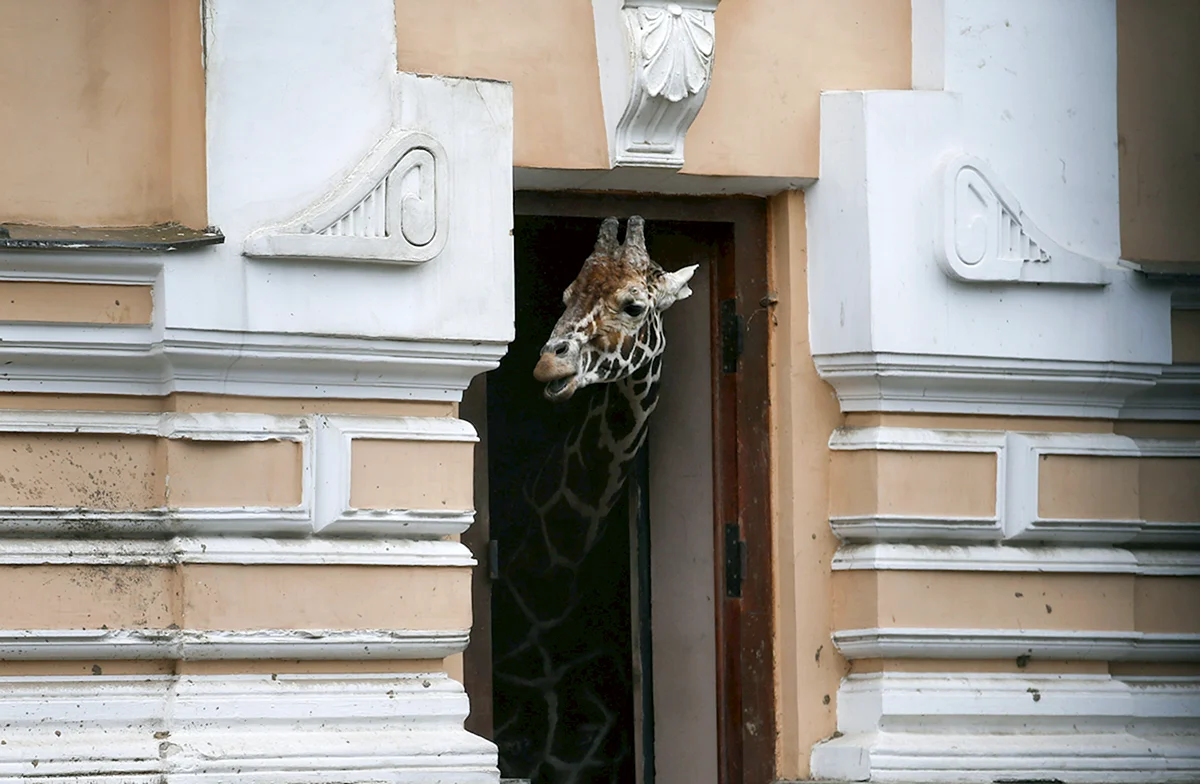 Жираф в Московском зоопарке (30 фото)