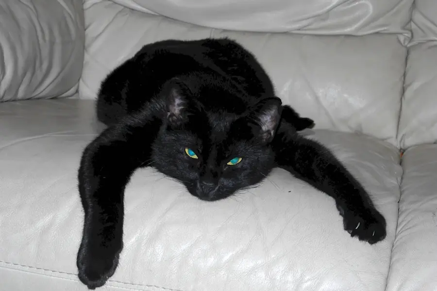Домашняя короткошерстная кошка черная