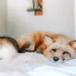 Домашние лисы