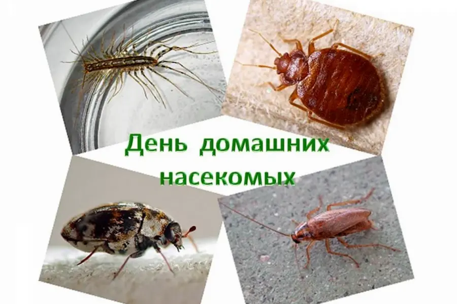 Домашние вредители насекомые