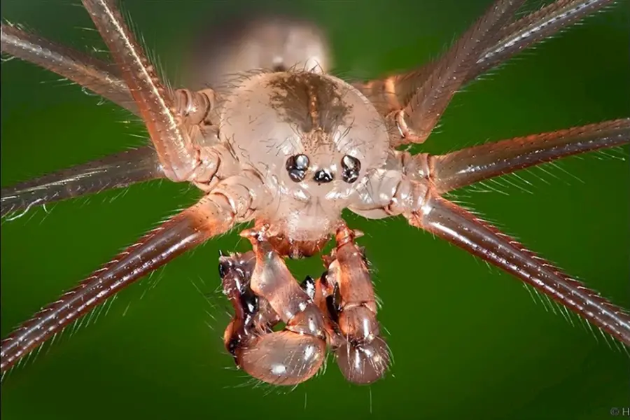 Домашний паук под микроскопом