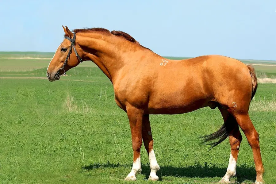 Донская порода лошадей конезавод
