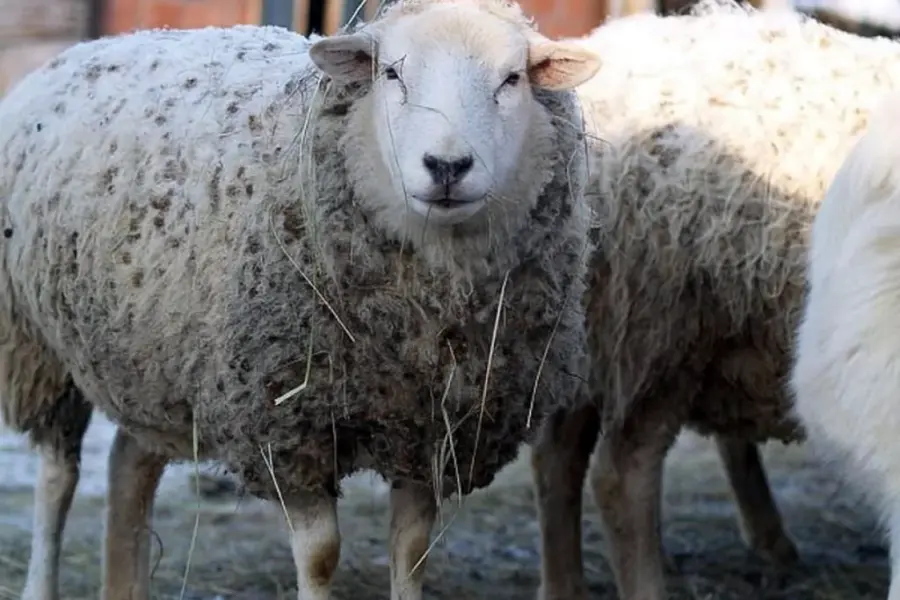 Дорпер порода овец