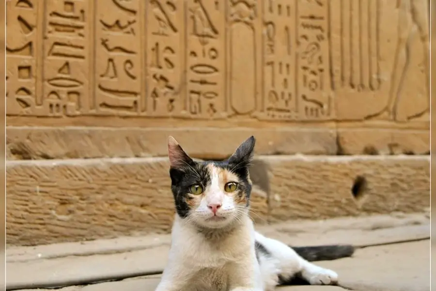 Древний Египет котики