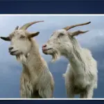 Два козла