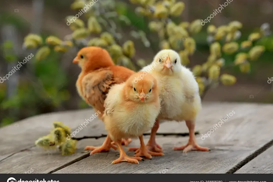 Два цыпленка стоящих друг напротив друга