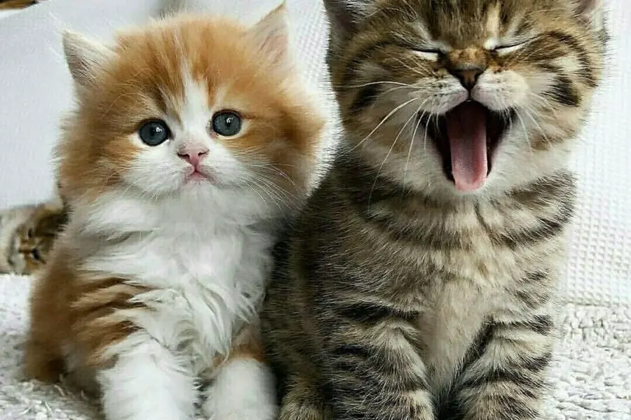 Двое котят