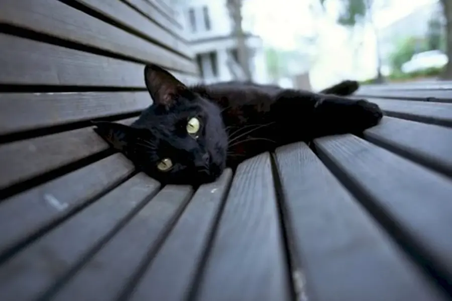Дворовый чёрный кот