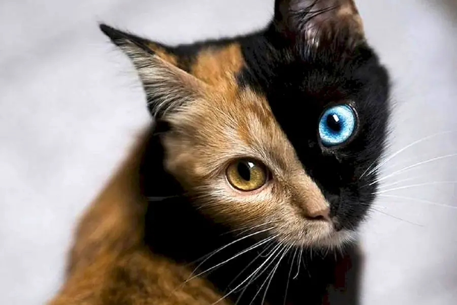 Двуликая кошка Венера