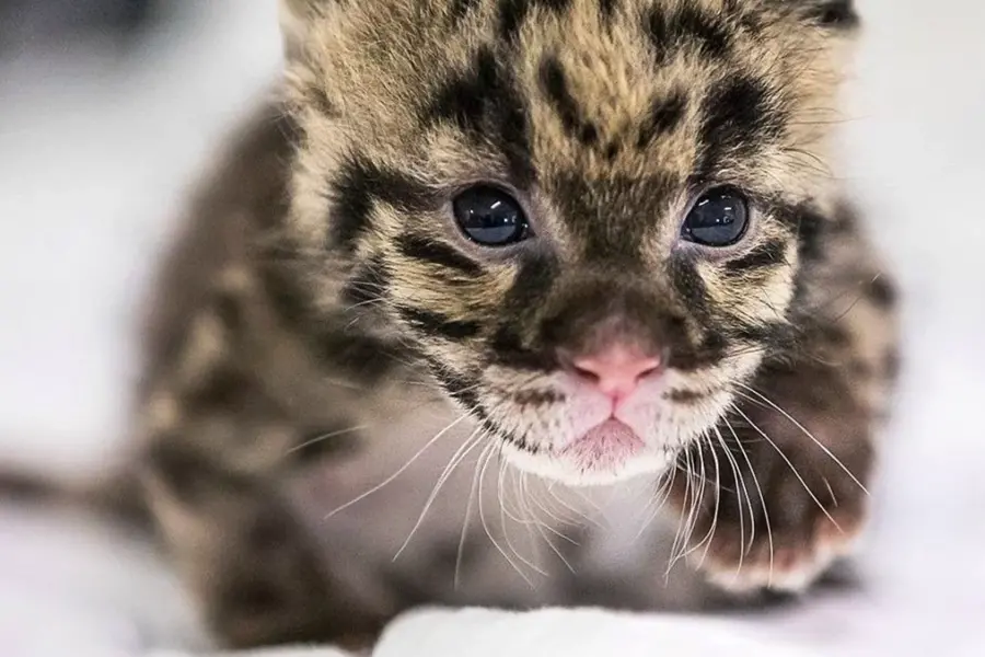 Дымчатый леопард малыш