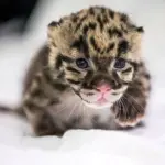 Дымчатый леопард малыш