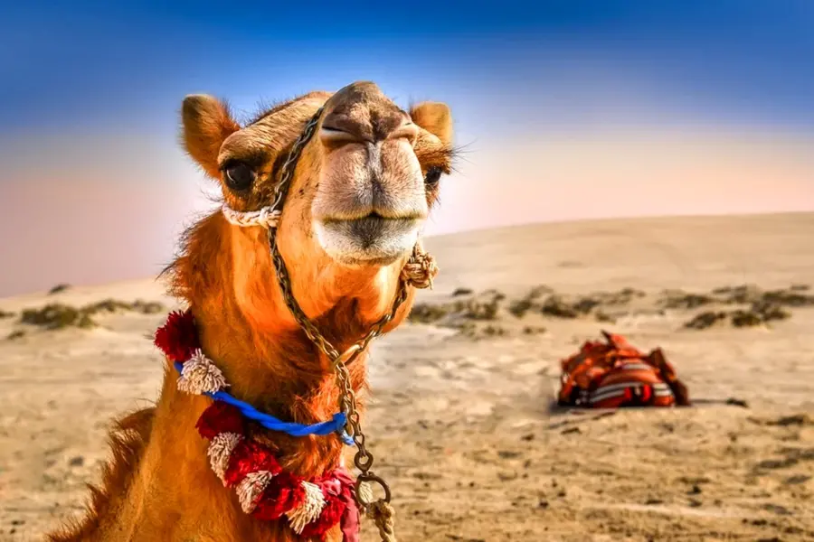 Египет Шарм Эль Шейх верблюд