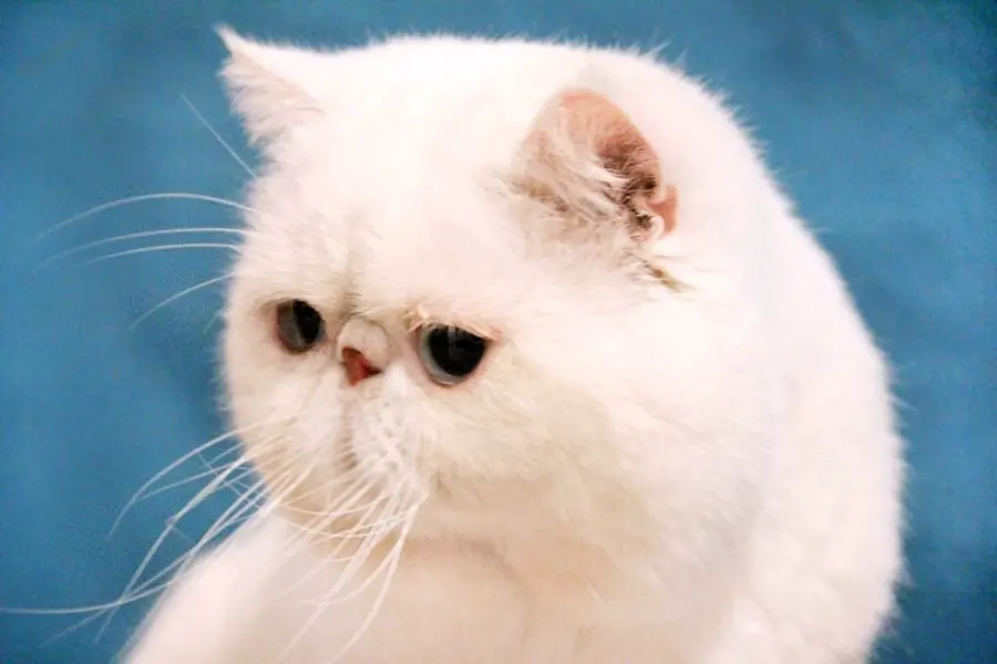 Экзот кошка белая