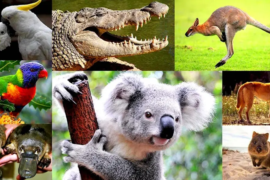 Эндемичные животные Австралии