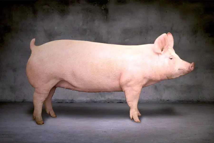 Эстонская беконная свинья