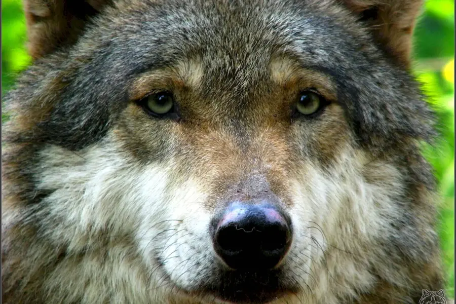 Евразийский волк волки